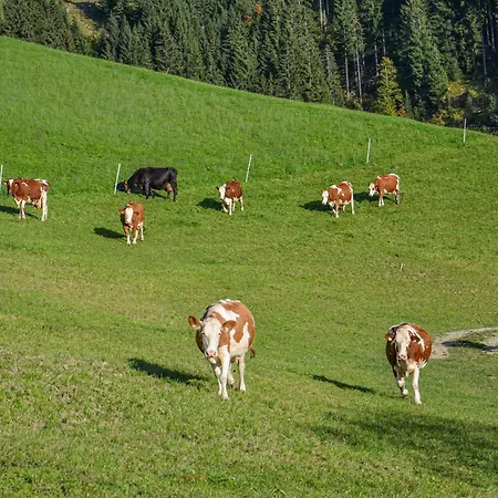 Hof Zur Linde ファームステイ