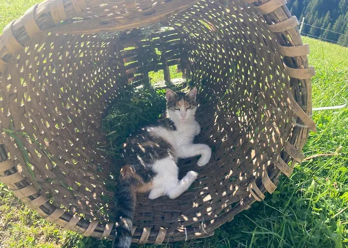 Hof Zur Linde * キッツビュール