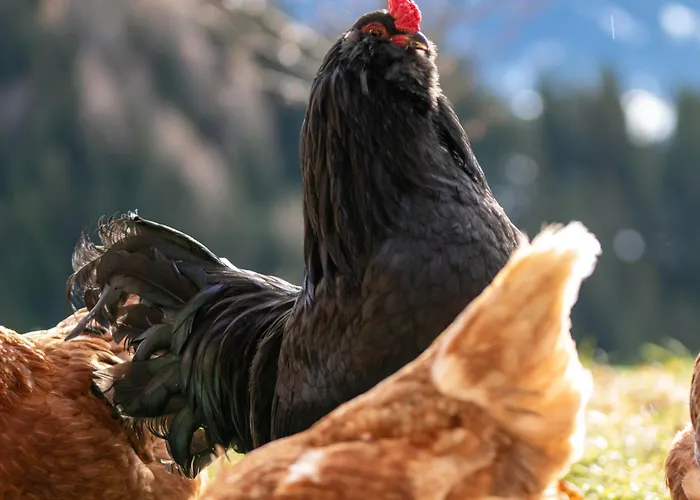 Hof Zur Linde * キッツビュール