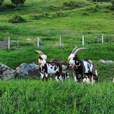 Hof Zur Linde * Kitzbühel