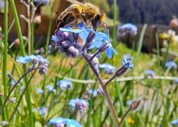 Hof Zur Linde Kitzbühel
