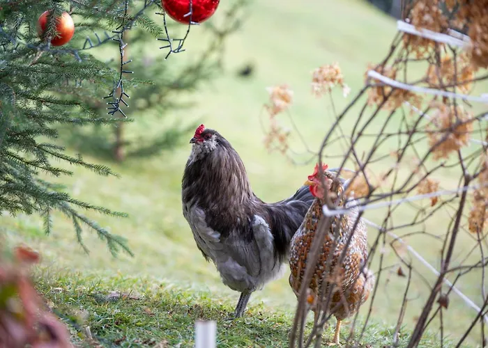 Alloggio per agriturismo Hof Zur Linde Kitzbühel
