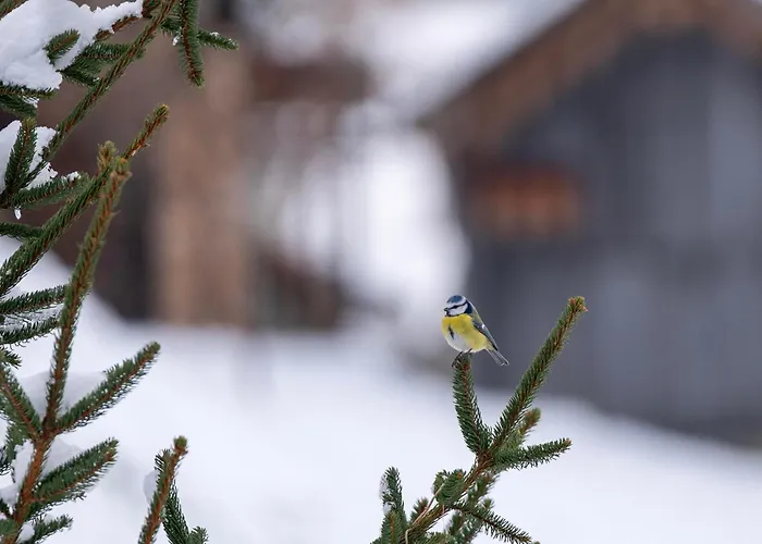 Hof Zur Linde Kitzbühel